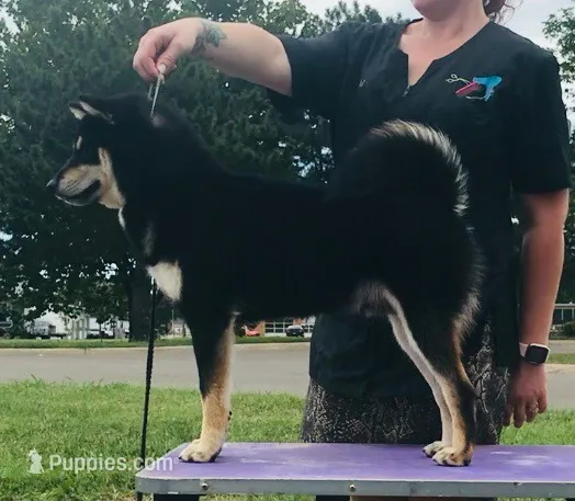 MACK – Shiba Inu puppy for sale in Lawrence, KS