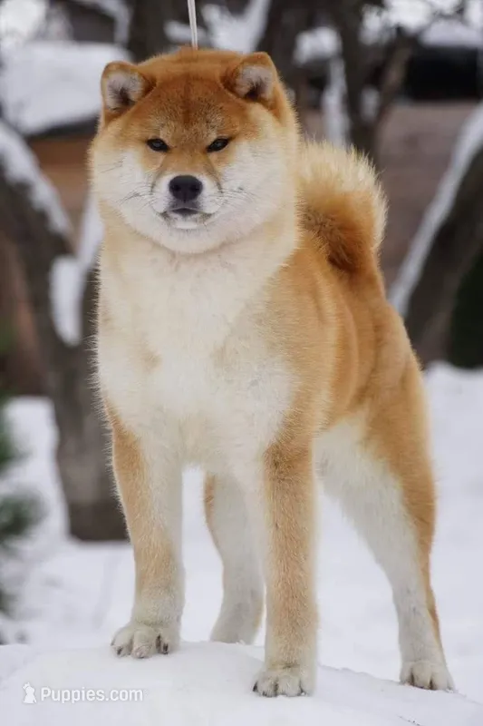 cream female – Shiba Inu puppy for sale in Lawrence, KS