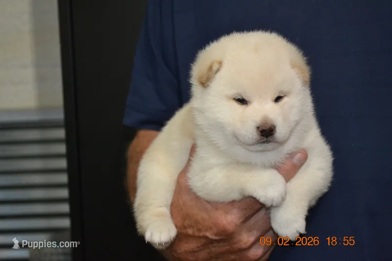 cream male – Shiba Inu puppy for sale in Lawrence, KS