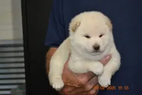 cream male, a male Shiba Inu for sale in Lawrence, KS – 1 of 6