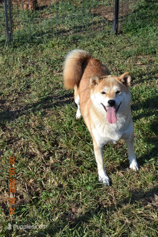 KAT – Shiba Inu puppy for sale in Lawrence, KS