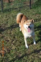 KAT, a female Shiba Inu for sale in Lawrence, KS – 1 of 1