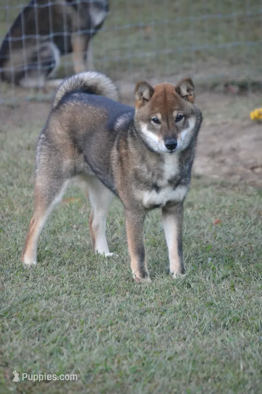 Goldkress Video Killed The Radio Star (BUG) – Shiba Inu puppy for sale in Lawrence, KS
