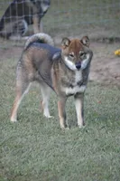 Goldkress Video Killed The Radio Star (BUG), a male Shiba Inu for sale in Lawrence, KS – 1 of 4
