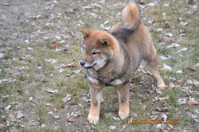 Goldkress Me Espresso (MIA) – Shiba Inu puppy for sale in Lawrence, KS