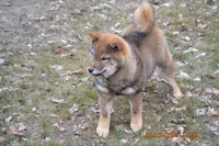 Goldkress Me Espresso (MIA), a female Shiba Inu for sale in Lawrence, KS – 1 of 4