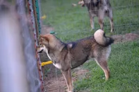 Goldkress Video Killed The Radio Star (BUG), a male Shiba Inu for sale in Lawrence, KS – 4 of 4