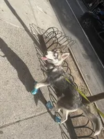 Onyx, a male Siberian Husky for sale in New York, NY – 2 of 6