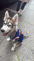 Onyx, a male Siberian Husky for sale in New York, NY – 1 of 6
