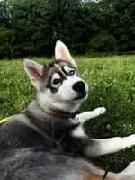 Onyx, a male Siberian Husky for sale in New York, NY – 6 of 6