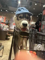Onyx, a male Siberian Husky for sale in New York, NY – 3 of 6