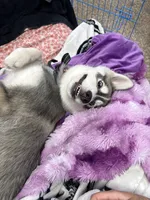 Onyx, a male Siberian Husky for sale in New York, NY – 4 of 6