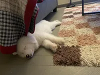 Helga, a female Great Pyrenees for sale in Newton, NC – Photo 2 of 3