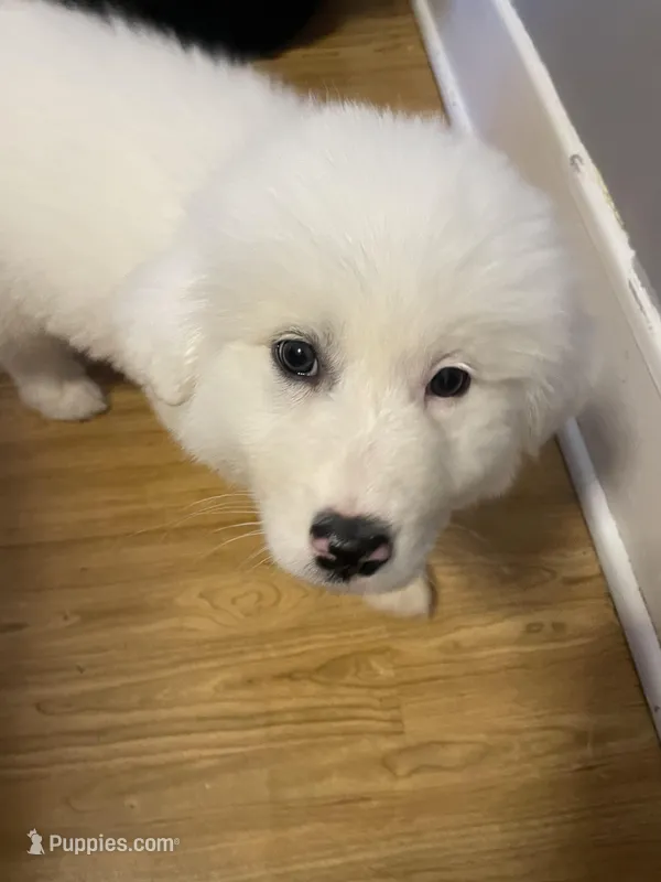 Helga – Great Pyrenees puppy for sale in Newton, NC