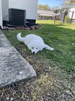 Helga, a female Great Pyrenees for sale in Newton, NC – Photo 3 of 3