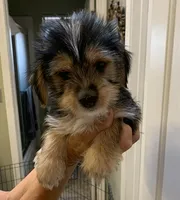 Barney, a male Shih Tzu and Yorkshire Terrier for sale in Merced, CA – 3 of 5