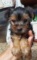 Duckie, a male Yorkshire Terrier for sale in Merced, CA – 3 of 4