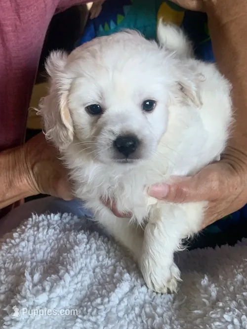 Leonard – Maltese, Poodle - Toy  puppy for sale in Merced, CA