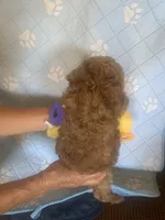 Charlie , a male Cockapoo for sale in Merced, CA – 2 of 2
