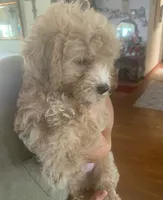 Jake , a male Cockapoo for sale in Merced, CA – 3 of 3