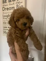 Koa , a male Cockapoo for sale in Merced, CA – Photo 1 of 3