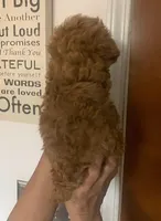 Koa , a male Cockapoo for sale in Merced, CA – Photo 3 of 3