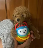 Koa , a male Cockapoo for sale in Merced, CA – Photo 2 of 3