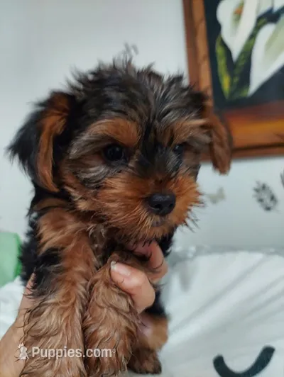 Abbie  – Yorkshire Terrier puppy for sale in Merced, CA
