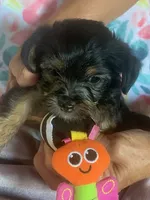Pebbles , a female Yorkshire Terrier and Shorkie for sale in Merced, CA – 1 of 2