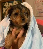 Koda , a male Yorkshire Terrier for sale in Merced, CA – Photo 3 of 4