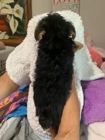 Koda , a male Yorkshire Terrier for sale in Merced, CA – Photo 4 of 4