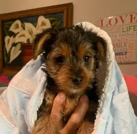 Koda , a male Yorkshire Terrier for sale in Merced, CA – Photo 2 of 4