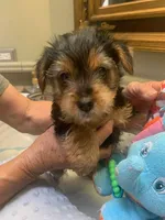 Koda , a male Yorkshire Terrier for sale in Merced, CA – Photo 1 of 4