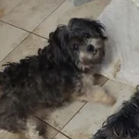 Belle, a female Shihpoo and Poodle - Toy  for sale in Merced, CA – Photo 1 of 2