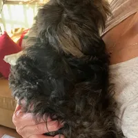 Belle, a female Shihpoo and Poodle - Toy  for sale in Merced, CA – Photo 2 of 2