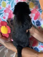 Betty , a female Shih Tzu and Yorkshire Terrier for sale in Merced, CA – 2 of 2