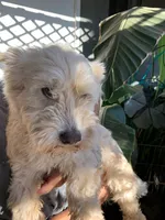 Chuck, a male Maltese for sale in Merced, CA – 3 of 3