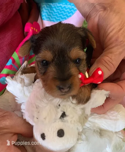 Greta  – Yorkshire Terrier puppy for sale in Merced, CA