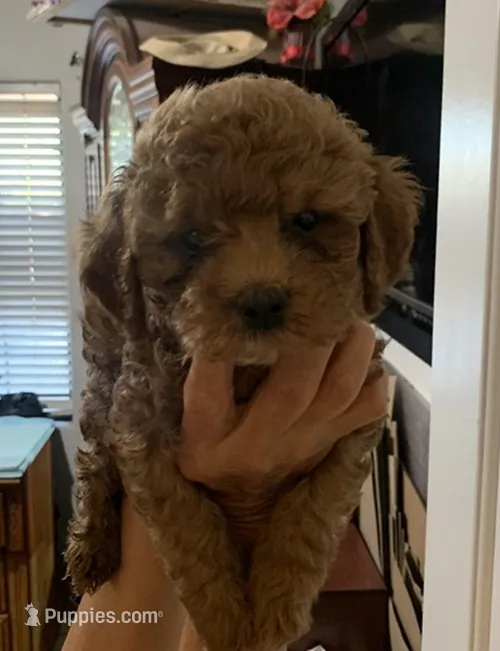Charlie  – Cockapoo puppy for sale in Merced, CA