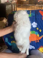 Leonard, a male Maltese and Poodle - Toy  for sale in Merced, CA – 2 of 3