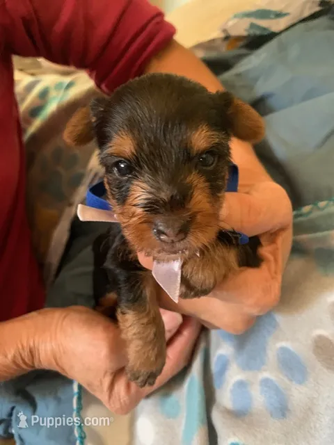 Tucker – Yorkshire Terrier puppy for sale in Merced, CA