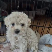 Mistie , a female Cockapoo for sale in Merced, CA – Photo 2 of 3