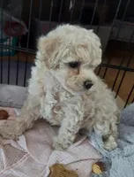 Mistie , a female Cockapoo for sale in Merced, CA – Photo 3 of 3