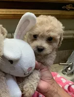 Mistie , a female Cockapoo for sale in Merced, CA – Photo 4 of 5