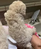 Mistie , a female Cockapoo for sale in Merced, CA – Photo 5 of 5