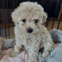 Mistie , a female Cockapoo for sale in Merced, CA – Photo 1 of 3