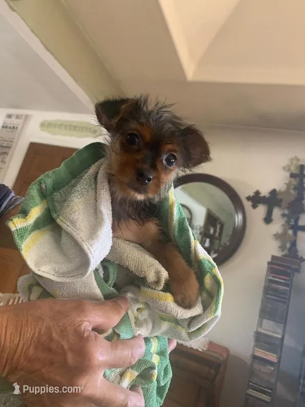 Maile  – Yorkshire Terrier puppy for sale in Merced, CA