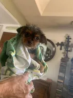 Maile , a female Yorkshire Terrier for sale in Merced, CA – Photo 2 of 3