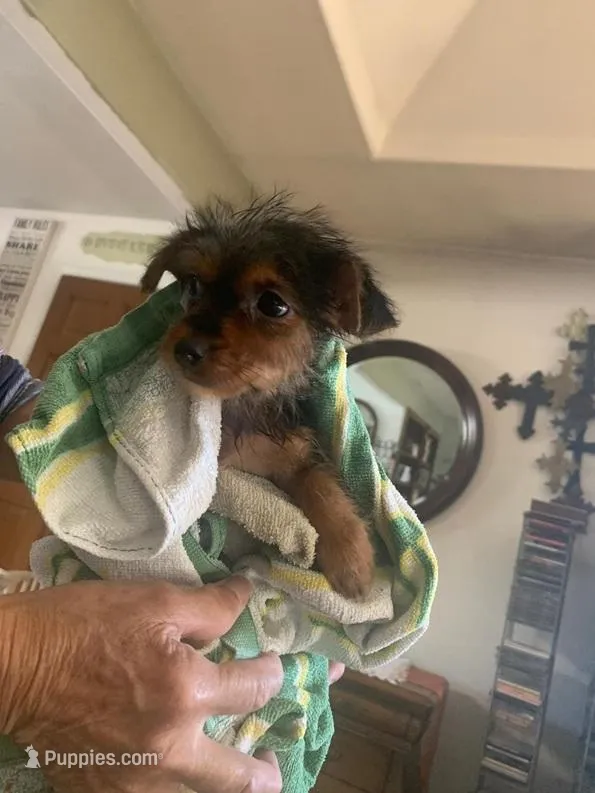 Maile  – Yorkshire Terrier puppy for sale in Merced, CA