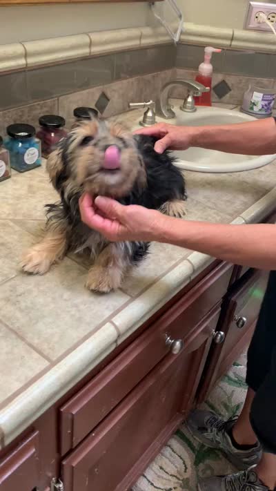 Fred , a male Shih Tzu and Yorkshire Terrier for sale in Merced, CA – 3 of 3